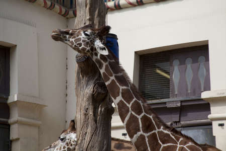 photo of giraffes in captivityの写真素材