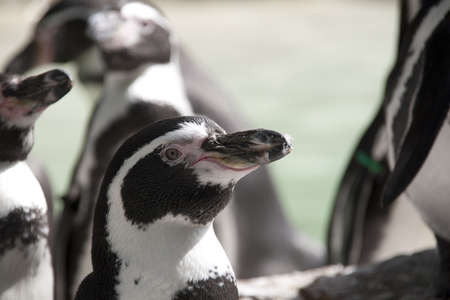 Shots of an animal in the zooの写真素材