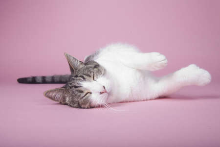 Cat sitting on colored backgroundの写真素材