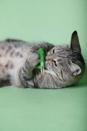 Cat sitting on colored background