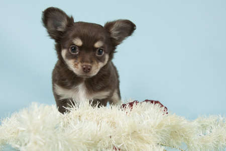 Chihuahua pup on colored backgroundの写真素材