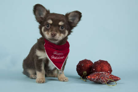 Chihuahua pup on colored backgroundの写真素材