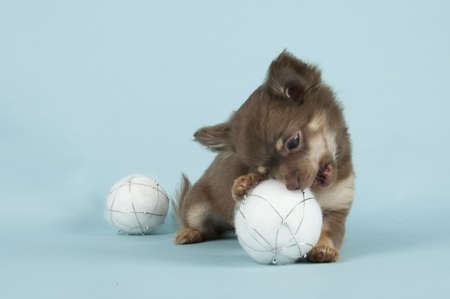 Chihuahua pup on colored backgroundの写真素材