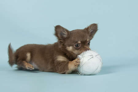 Chihuahua pup on colored backgroundの写真素材