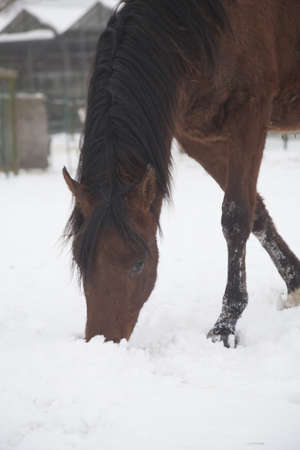 horses playing in the snowの写真素材