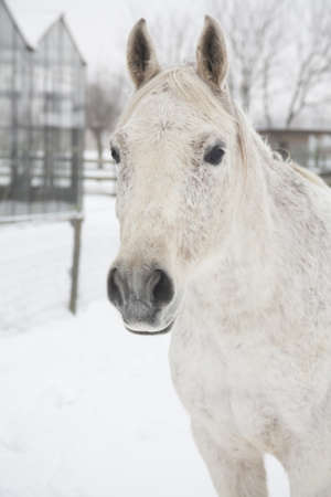 horses playing in the snowの写真素材