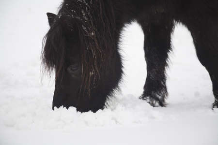 horses playing in the snowの写真素材