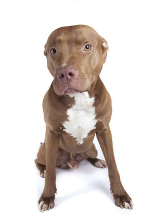 Pitbull sitting on white backgroundの写真素材