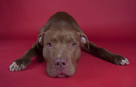 Pitbull sitting on red background