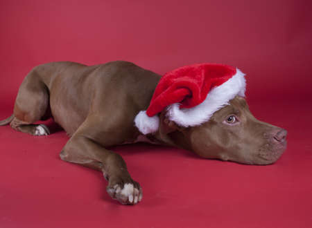 Pitbull sitting on red backgroundの写真素材