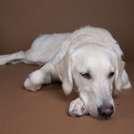 Golden retriever dog laying down