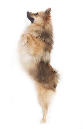 Mini kees isolated on white backgroundの写真素材