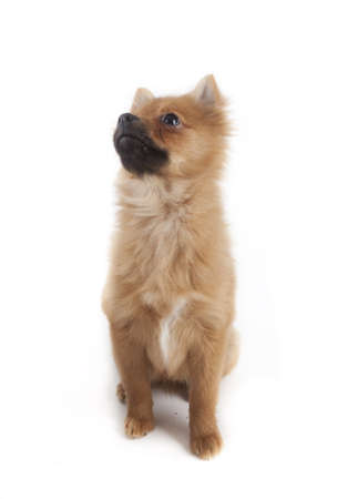Mini kees isolated on white backgroundの写真素材