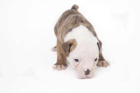 Bulldog pups playing on white backgroundの写真素材