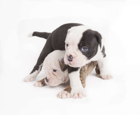 Bulldog pups playing on white backgroundの写真素材