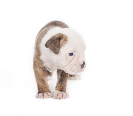 Bulldog pups playing on white backgroundの写真素材