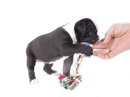 Bulldog pups playing on white backgroundの写真素材