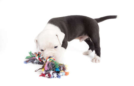Bulldog pups playing on white backgroundの写真素材