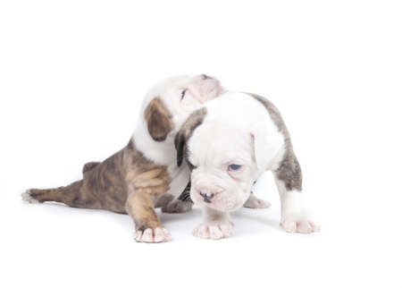 Bulldog pups playing on white backgroundの写真素材