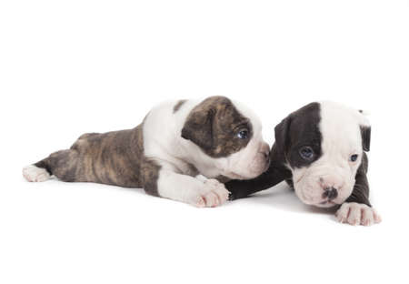 Bulldog pups playing on white backgroundの写真素材
