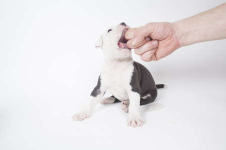 Bulldog pups playing on white backgroundの写真素材