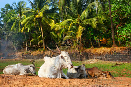 Four Cows laying on the beach with green palm trees at background in Candolim, Goa, Indiaの写真素材