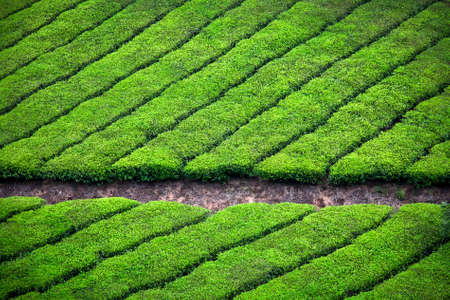 Tea plantation valley background in Munnar, Kerala, India の写真素材