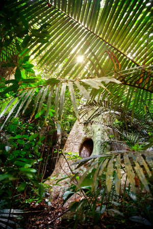 Sunlight in the jungle of Ponmudi park in Kerala, India