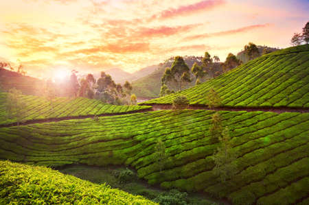 Tea plantation valley at sunset dramatic orange sky in Munnar, Kerala, India 