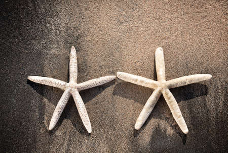 Two white starfishes on the sandy beachの写真素材