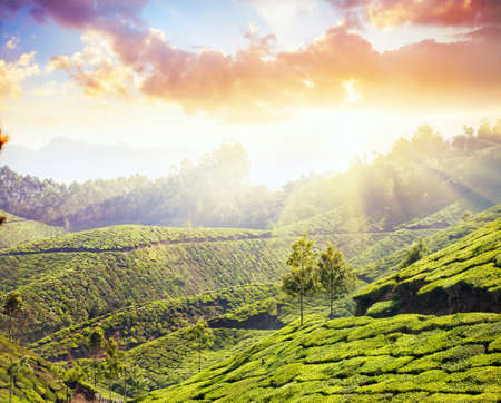 Tea plantation valley at sunset dramatic sky in Munnar, Kerala, India 