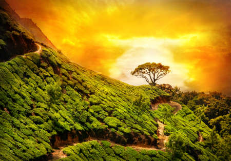 Tea plantation valley at dramatic orange sunset sky in Munnar, Kerala, India の写真素材