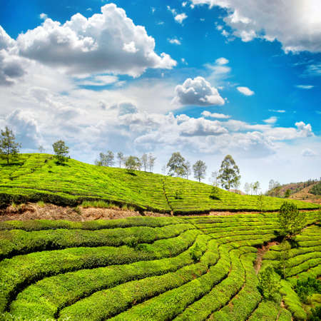 Tea plantation valley at blue cloudy sky in Munnar, Kerala, India の写真素材