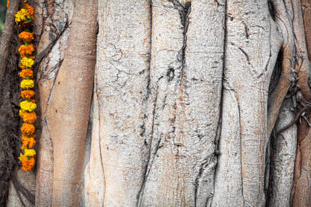 Saffron flower garland hanging on banyan tree in Lodi Garden, New Delhi, Indiaの写真素材