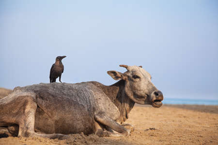 Crow and Cow on the Kudle beach in Gokarna, Karnataka, Indiaの写真素材