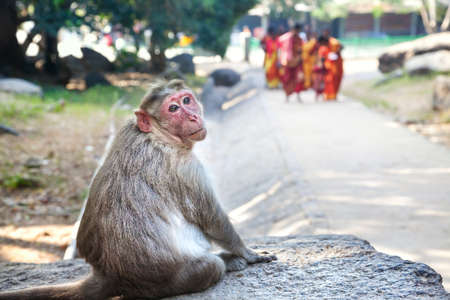 Monkey sitting on the stone and looking at camera in Mamallapuram, Tamil Nadu, Indiaの写真素材