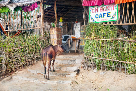 Gokarna, Karnataka, INDIA - March 8: Indian cow going to the cafe on the Om beach in Gokarna on March 8, 2013.のeditorial素材
