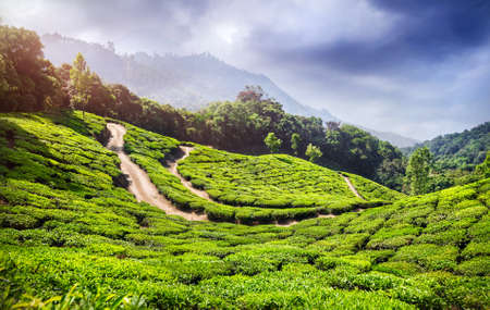 Tea plantation in Munnar, Kerala, India 