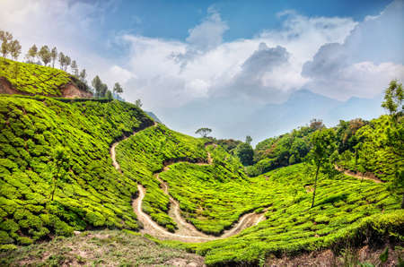 Tea plantation with roads at blue cloudy sky in Munnar, Kerala, India 