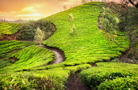 Tea plantation with roads at sunset sky in Munnar, Kerala, India の写真素材