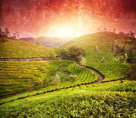 Tea plantations at sunset in Munnar hills, Kerala, India の写真素材