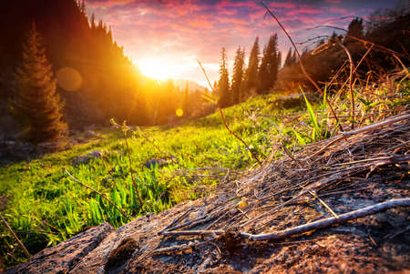 Sunset at mountain valley with fir forest in Almaty, Kazakhstanの写真素材