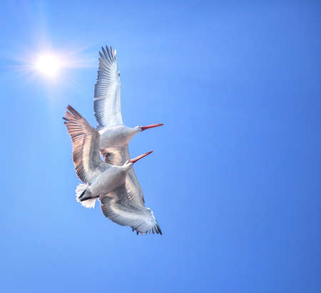 Two Dalmatian Pelicans flying in the blue sky with sun at Alakol Lake, Kazakhstan   の写真素材