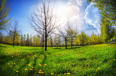 Tree, green grass and dandelions in the park of first President of Almaty, Kazakhstanの写真素材