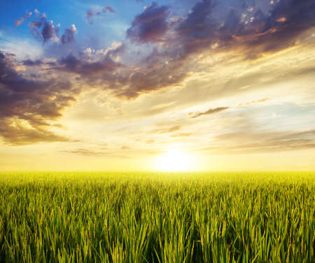 Rice field at sunset dramatic sky backgroundの写真素材