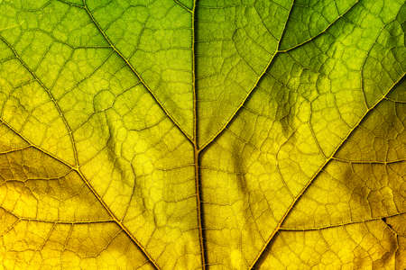 Green and yellow autumn leaf texture close up