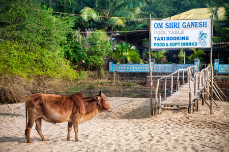 OM BEACH, GOKARNA, KARNATAKA, INDIA - MARCH 10, 2013: Cow near the wooden bridge on the sandy beachのeditorial素材