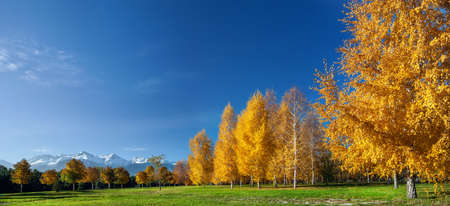 Park with yellow trees at mountains background in autumn timeの写真素材