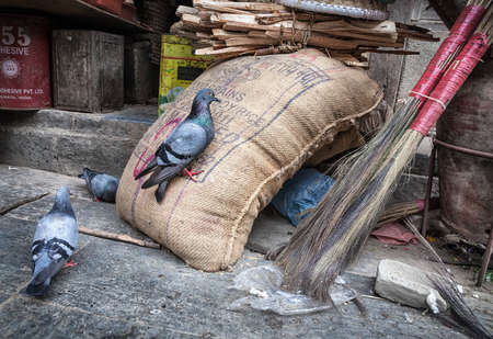 KATHMANDU, NEPAL - APRIL 3, 2014: Doves eating grains from the sack near Seto Machhendranath templeのeditorial素材