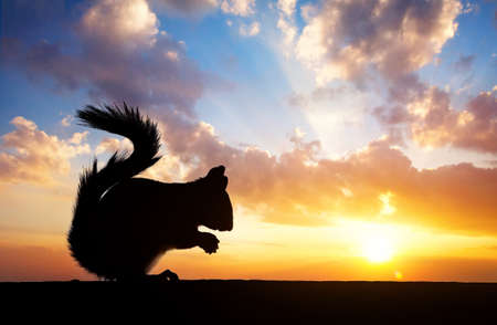 Squirrel silhouette eating seeds on the roof at cloudy sunset backgroundの写真素材